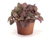 Fittonia albivenis (White Nerve Plant, Mosaic Plant)