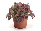 Fittonia albivenis (White Nerve Plant, Mosaic Plant)