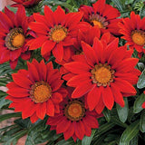 Gazania linearis  (treasure flower) - summer annuals