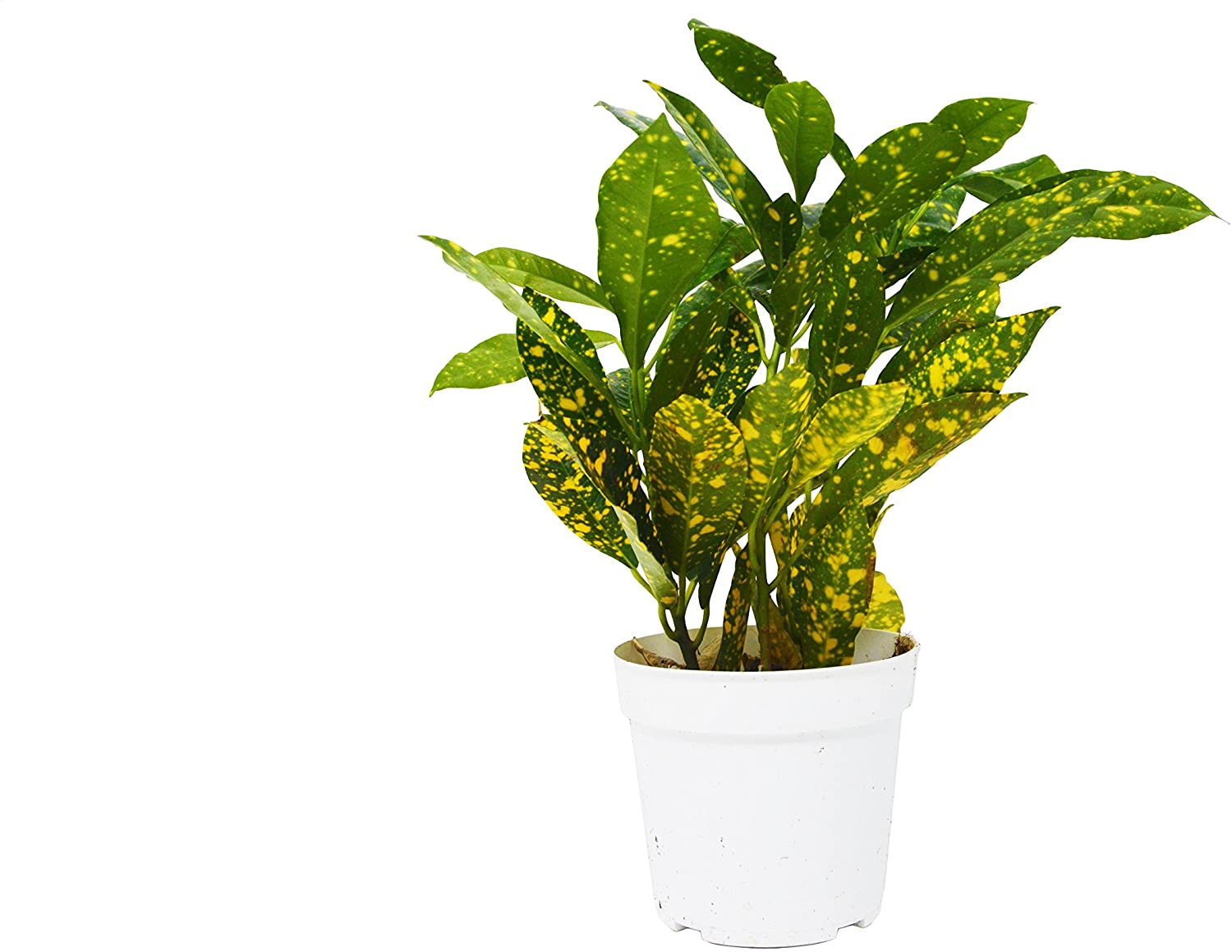 Codiaeum variegatum (fire croton, Gold dust, garden croton.)