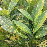 Codiaeum variegatum (fire croton, Gold dust, garden croton.)
