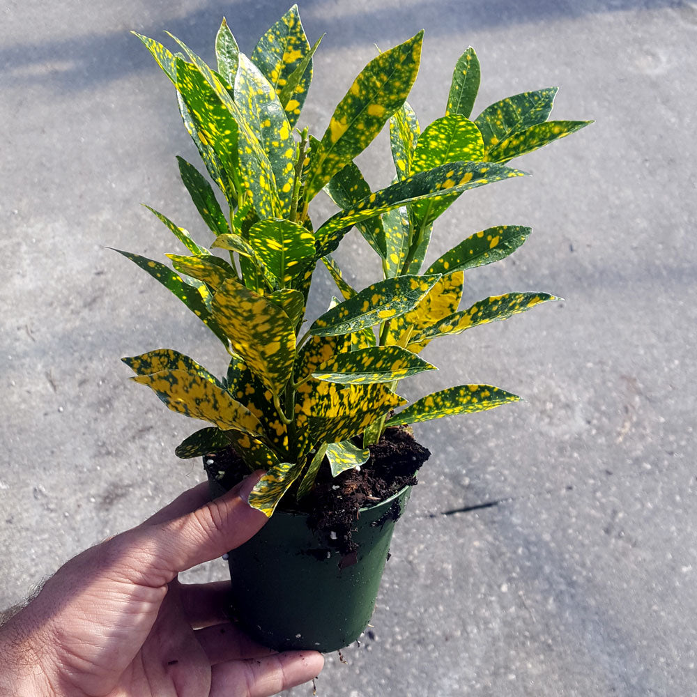 Codiaeum variegatum (fire croton, Gold dust, garden croton.)