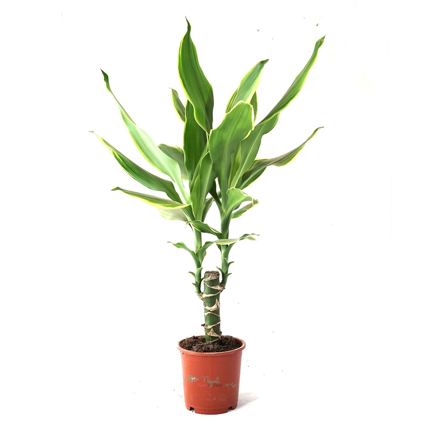 Dracaena Fragrans (Golden Coast)