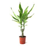 Dracaena Fragrans (Golden Coast)