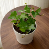 Hedera helix (English ivy- European ivy)