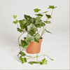 Hedera helix (English ivy- European ivy)