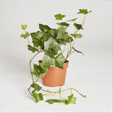 Hedera helix (English ivy- European ivy)