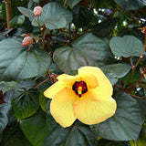 Hibiscus tiliaceus (Sea hobiscus)