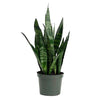 Sansevieria trifasciata (snake plant, Saint George's sword, mother-in-law's tongue)