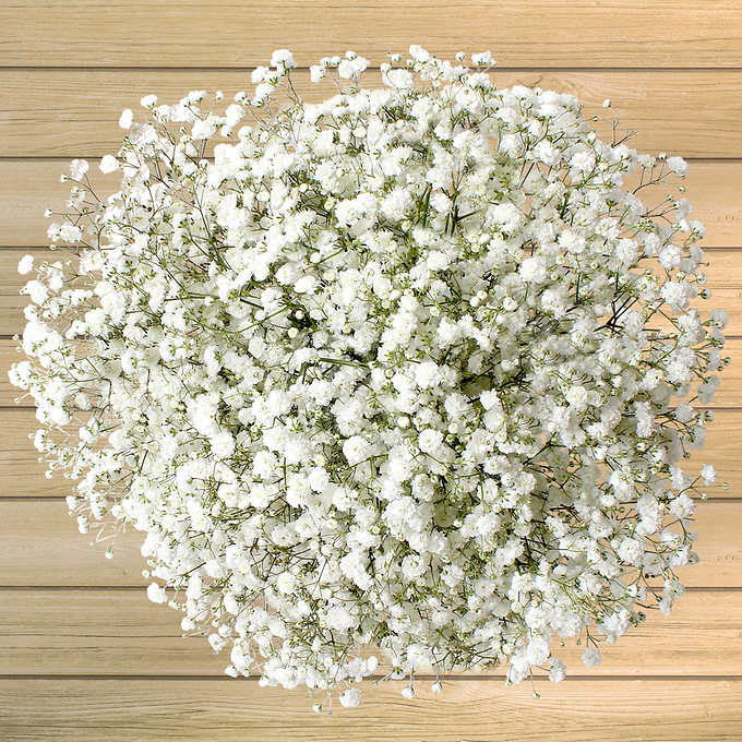 Baby's breath flowers Gypsophila