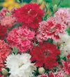 Dianthus chinensis ( rainbow pink) -Indian pink flower seeds-Italy