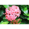 Ixora coccinea-Nana  (flame of the woods-jungle geranium)