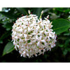 Ixora coccinea-Nana  (flame of the woods-jungle geranium)