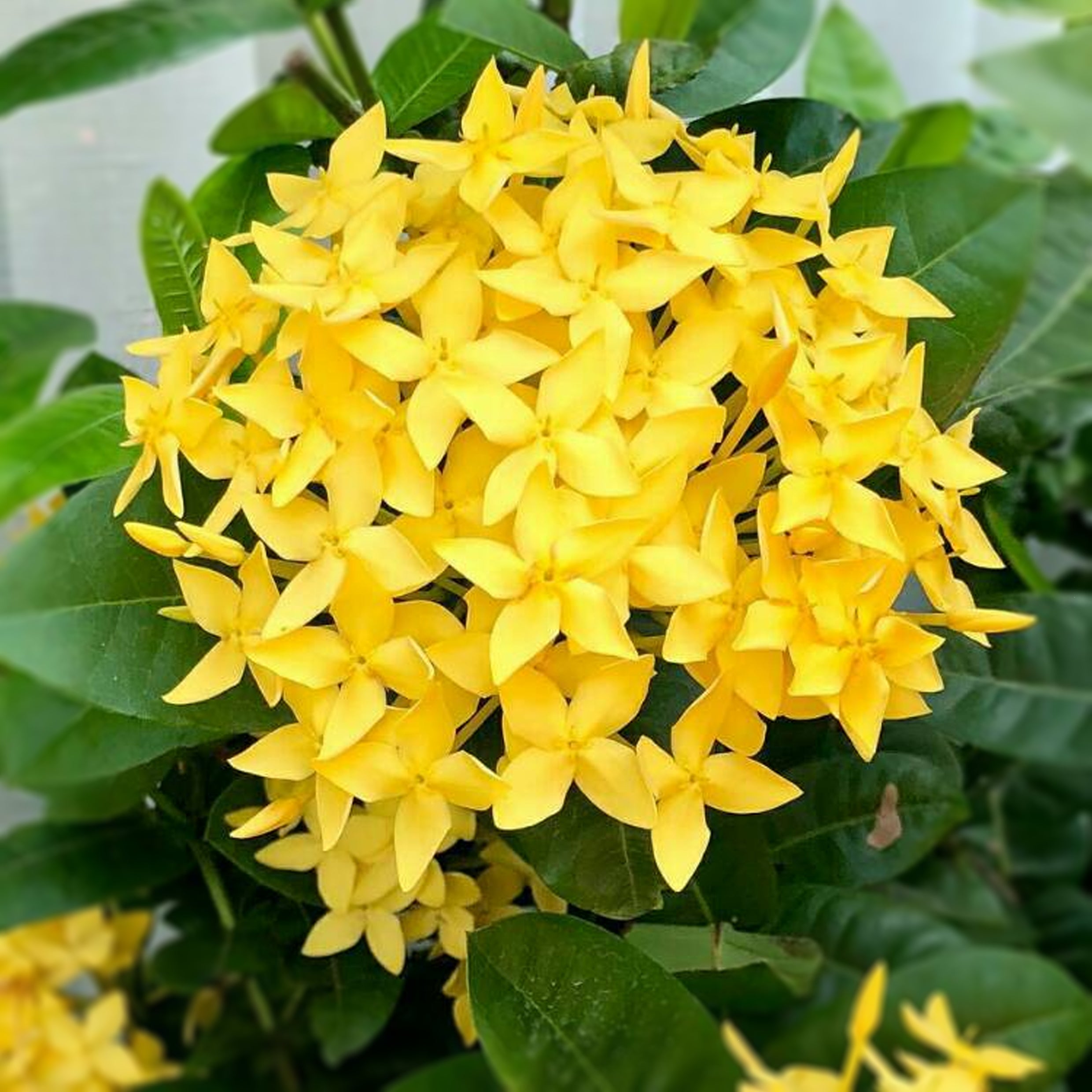 Ixora coccinea-Nana  (flame of the woods-jungle geranium)