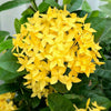 Ixora coccinea-Nana  (flame of the woods-jungle geranium)