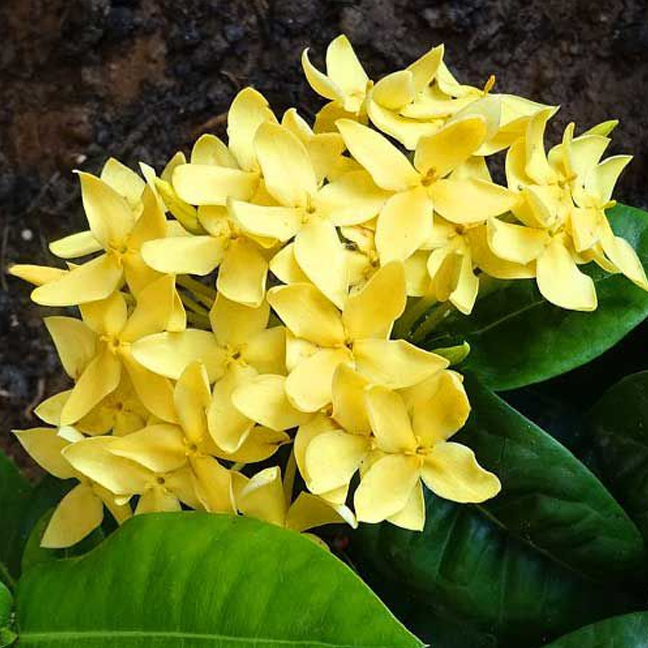 Ixora chinensis (Jungle geranium, Flame of the woods, Jungle flame)