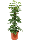 Schefflera arboricola (schefflera compacta)