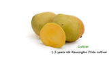 Mangifera indica "Kensington Pride"-Australia