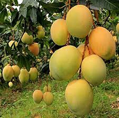 Mangifera indica "Kensington Pride"-Australia