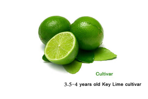 Citrus × aurantiifolia "Key lime"