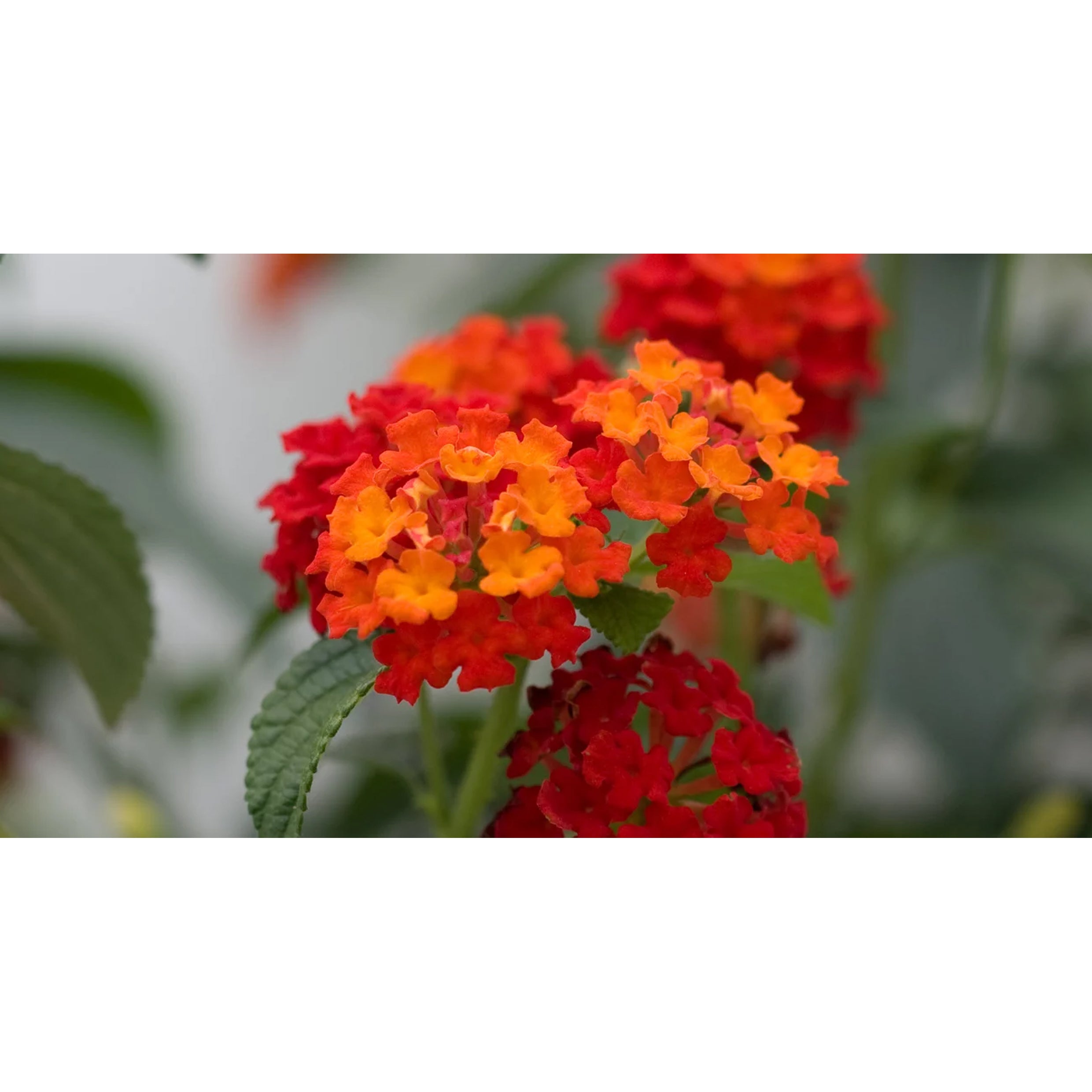 Lantana camara - Nana- Mixed colors.