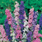 Consolida ajacis (Siberian larkspur)-Larkspur flower seeds-Italy