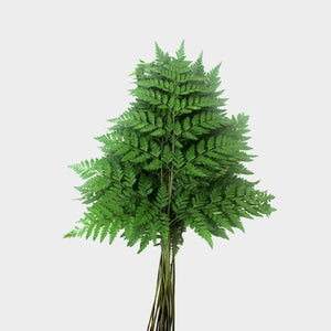 Rumohra adiantiformis-Leather leaf fern greenery