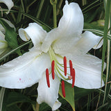 Lilium 'Casa Blanca' - Casablanca lilies - Oriental Lily  (Aromatic)