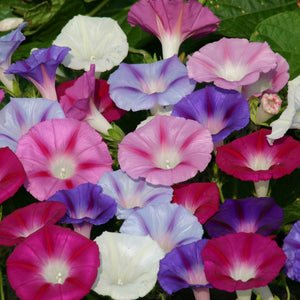 Ipomoea purpurea-Morning glory flower seeds-Italy