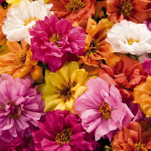 بذور نبات رجلة الزهور - ألوان متعددة- زهور حولية 