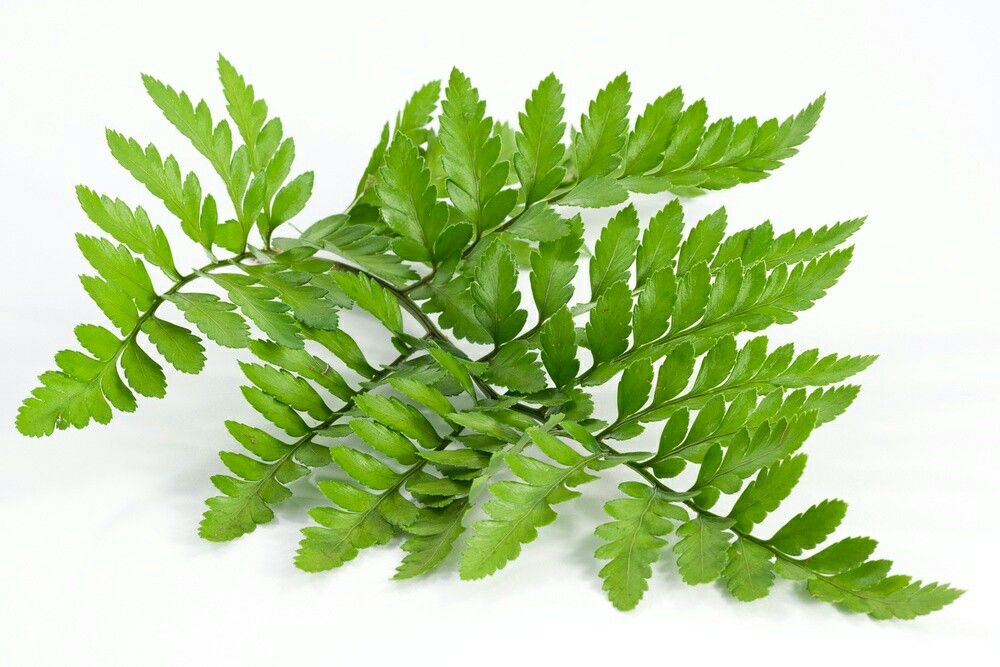 Asplenium Dimorphum x difforme (x Parvati) - (Mother Fern)