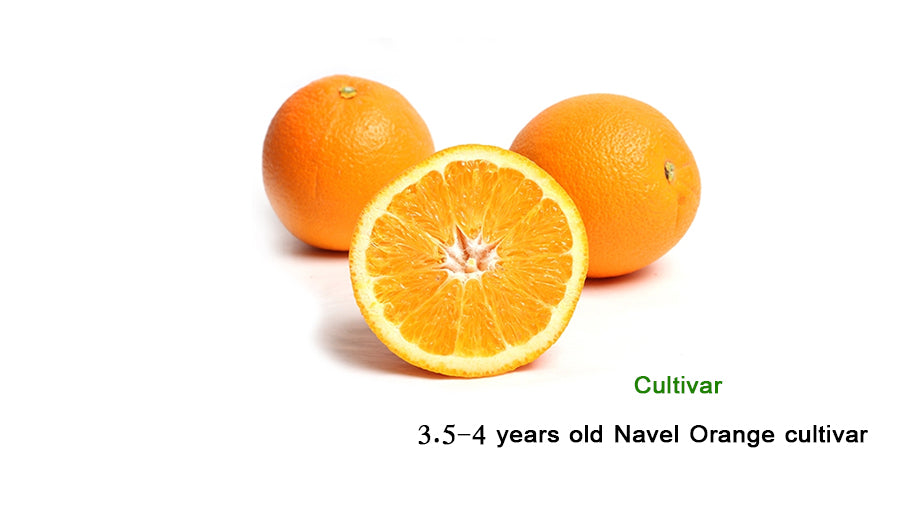 Citrus sinensis "Navel Orange"
