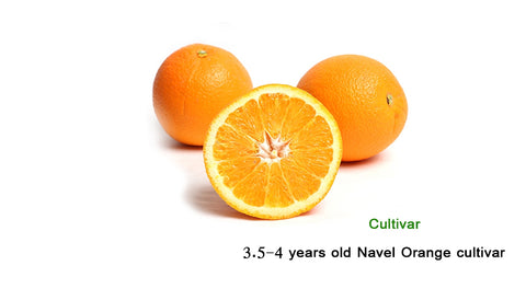 Citrus sinensis "Navel Orange"