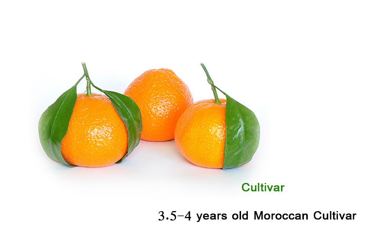 Citrus Reticulate"Cultivar Moroccan "  Moroccan