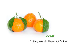 Citrus Reticulate"Cultivar Moroccan "  Moroccan