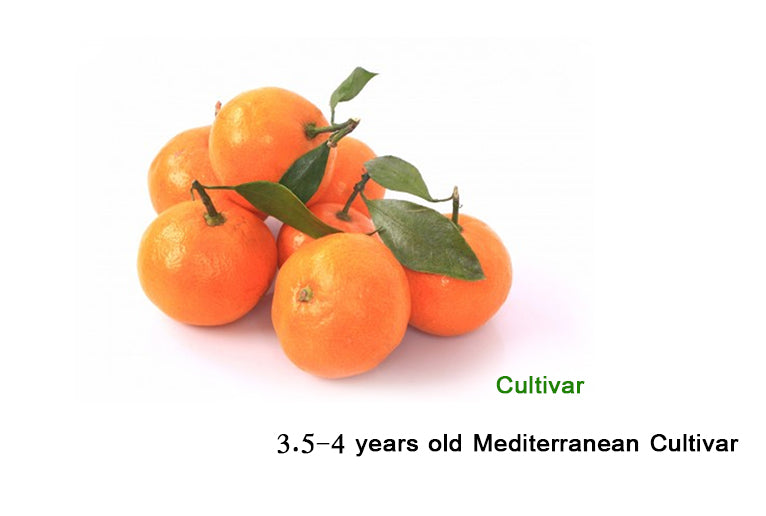Citrus reticulate "Cultivar Mediterranean "  Spain