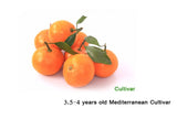 Citrus reticulate "Cultivar Mediterranean "  Spain