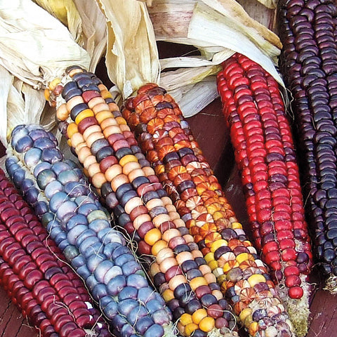 Zea mays gracillima variegata-ornamental corn seeds-Italy