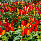 Capsicum annuum cultivars-Ornamental Pepper flower seeds--Italy