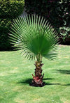 Washingtonia filifera (Desert fan palm, California fan palm)