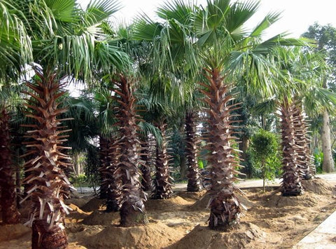 Washingtonia filifera (Desert fan palm, California fan palm)