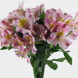 زهور نبات الستروميرا