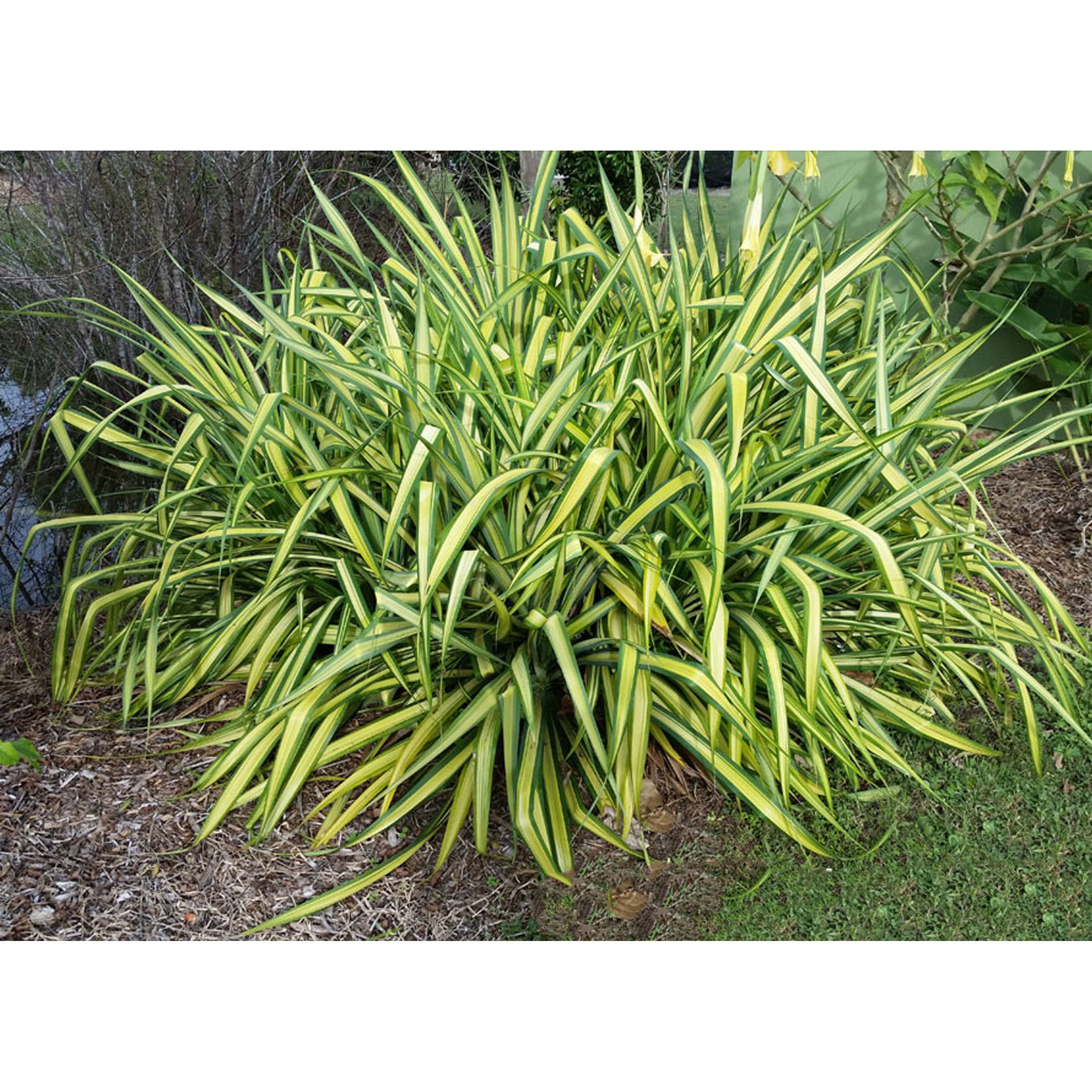 Pandanus baptistii- Variegated Pandanus (Gold-striped-Screw Pine)