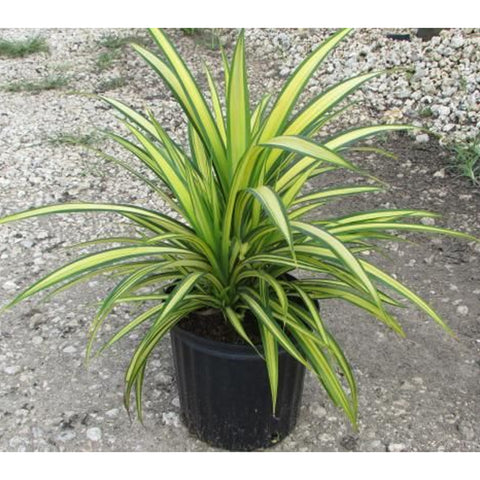 Pandanus baptistii- Variegated Pandanus (Gold-striped-Screw Pine)