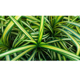 Pandanus baptistii- Variegated Pandanus (Gold-striped-Screw Pine)