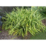 Pandanus baptistii- Variegated Pandanus (Gold-striped-Screw Pine)