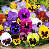 Viola tricolor var. hortensis-Pansy flower seeds-Italy