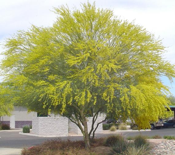 Parkinsonia aculeata (Jerusalem thorn)