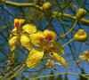 Parkinsonia aculeata (Jerusalem thorn)