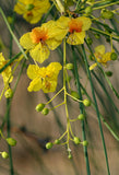 Parkinsonia aculeata (Jerusalem thorn)